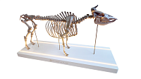 Макет масштабный «Скелет коровы» Масштаб 1:2 – портал поставщиков НСППО
