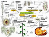 05.05.03.20 Стенд-планшет «Функции основных органов растений»
