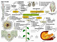 05.05.03.20 Стенд-планшет «Функции основных органов растений» – портал поставщиков НСППО
