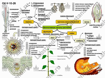 05.05.03.20 Стенд-планшет «Функции основных органов растений» – портал поставщиков НСППО - 1
