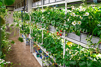 Универсальная вертикальная ферма VeFarm SB – портал поставщиков НСППО