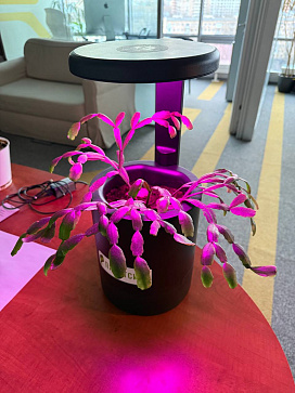 Умное кашпо с системой автополива – портал поставщиков НСППО - 1