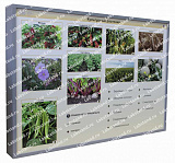 05.05.03.15 Стенд-планшет «Культурные растения»
