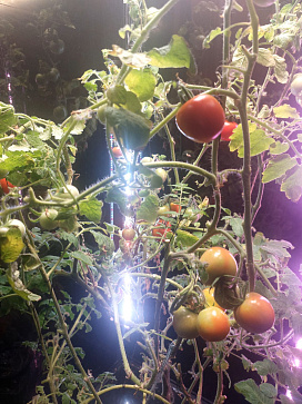 Интелектуальный фитобокс для выращивания овощей или пряных трав – портал поставщиков НСППО - 6