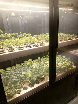 Комплексно оснащение агрокласса: цифровое оборудование для изучения естественных наук "Цифровая био-система по выращиванию растений Биопоник" – портал поставщиков НСППО - 7