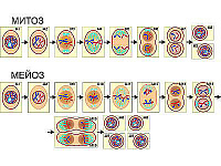 Модель-аппликация "Деление клетки. Митоз и мейоз" (ламинированная) – портал поставщиков НСППО