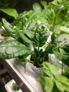 Миниферма "Мятница" для выращивания пряных трав – портал поставщиков НСППО - 3