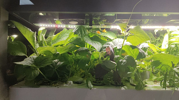 Умная теплица  "Дюймовочка" настольная Greenbar для выращивания цветов, ягод и пряных трав – портал поставщиков НСППО - 5