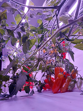 Умная теплица  ситиферма для рыращивания бонсай овощей и пряных трав  "Мажор" Greenbar  – портал поставщиков НСППО - 8