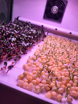 Цифровая биолаборатория Greenbar MZ-4 ПАК для выращивания микрозелени – портал поставщиков НСППО - 5