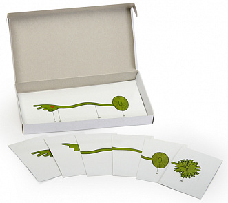 Роль ядра в регуляции развития организма (набор из 8 карт) – портал поставщиков НСППО - 1