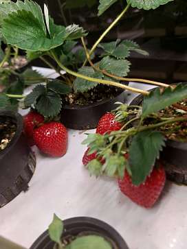 Климатическая био камера полногоцикла выращивания ягод и лекарственных многолетних трав LUX-2 с программным обеспечением Виртуальный агроном – портал поставщиков НСППО - 3