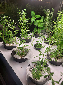 Комплексно оснащение агрокласса: цифровое оборудование для изучения естественных наук "Цифровая био-система по выращиванию растений Биопоник" – портал поставщиков НСППО - 6