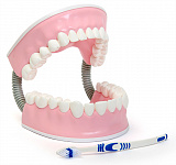 Тренажер для ухода за зубами С06 – портал поставщиков НСППО