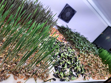 Цифровая биолаборатория Greenbar MZ-2 ПАК для выращивания микрозелени и проростков – портал поставщиков НСППО - 8