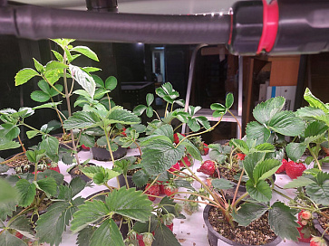 Цифровая биолаборатория - ситиферма PRO-55 ПАК для программирования роста растений – портал поставщиков НСППО - 3