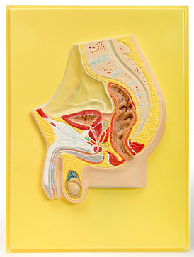 Таз мужской.Сагиттальный разрез (1 планшет, 36х48 см) В22 – портал поставщиков НСППО - 1