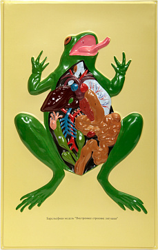 Барельефная модель "Внутреннее строение лягушки" – портал поставщиков НСППО - 1