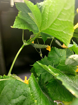 Интелектуальный фитобокс для выращивания овощей или пряных трав – портал поставщиков НСППО - 5