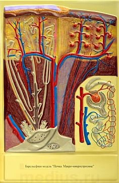 Барельефная модель "Почка. Макро-микростроение" В12 (1 планшет) – портал поставщиков НСППО - 1