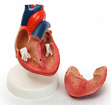 Модель сердца (лабораторная) из пластика – портал поставщиков НСППО