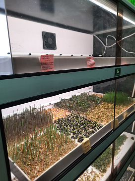 Цифровая биолаборатория Greenbar MZ-4 ПАК для выращивания микрозелени – портал поставщиков НСППО - 9