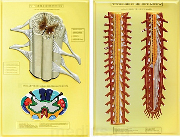 Барельефная модель "Строение спинного мозга" В05 (2 планшета) – портал поставщиков НСППО - 1