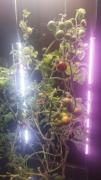 Программно-аппаратный комплекс для выращивания овощей, малины, ежевики высокорослых и  зелени, пряных трав, лекарственных трав и миниовощей на базе программного обеспечения "Виртуальный агроном"  – портал поставщиков НСППО - 5