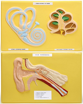 Ухо человека (2 планшета, 66х42 см) В07 – портал поставщиков НСППО - 1