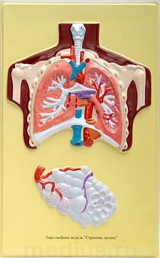 Барельефная модель "Строение легких" В35 (1 планшет) – портал поставщиков НСППО - 1