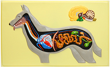 Внутреннее строение собаки (1 планшет, 66х42 см) Х12 – портал поставщиков НСППО - 1