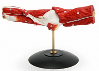 Локтевой сустав и мышцы его окружающие – портал поставщиков НСППО