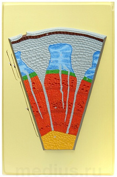 Клеточное строение стебля (1 планшет, 42х66 см) – портал поставщиков НСППО - 1