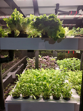 Программно-аппаратный комплекс для выращивания овощей, малины, ежевики высокорослых и  зелени, пряных трав, лекарственных трав и миниовощей на базе программного обеспечения "Виртуальный агроном"  – портал поставщиков НСППО - 3