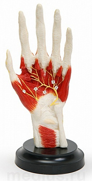 Кисть с прилегающими мышцами и нервами Н04 – портал поставщиков НСППО - 1