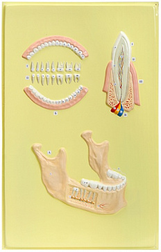 Челюсть человека (1 планшет, 42х66 см) В39 – портал поставщиков НСППО - 1