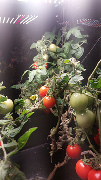 Комплексно оснащение агрокласса: цифровое оборудование для изучения естественных наук "Цифровая био-система по выращиванию растений Биопоник" – портал поставщиков НСППО - 3