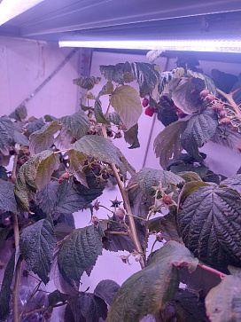 Комплексно оснащение агрокласса: цифровое оборудование для изучения естественных наук "Цифровая био-система по выращиванию растений Биопоник" – портал поставщиков НСППО - 9