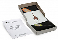 Одноклеточные водоросли (набор из 24 карт) динамическое пособие 15х15 – портал поставщиков НСППО